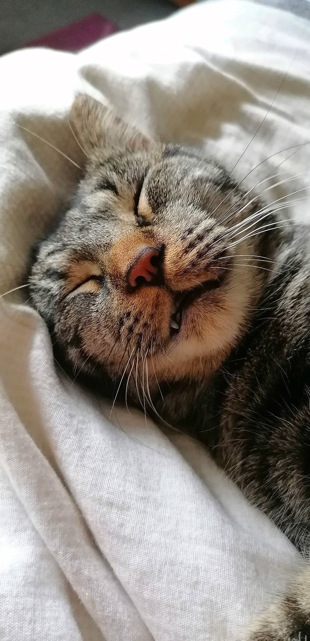 Chamallow participe au concours pour gagner de l'argent avec cette photo : carnivore, cat, claw, close_up, comfort, domestic_short_haired_cat, eye, fawn, felidae, fur, grey, nap, paw, sleep, small_to_medium_sized_cats, snout, terrestrial_animal, whiskers, wildlife