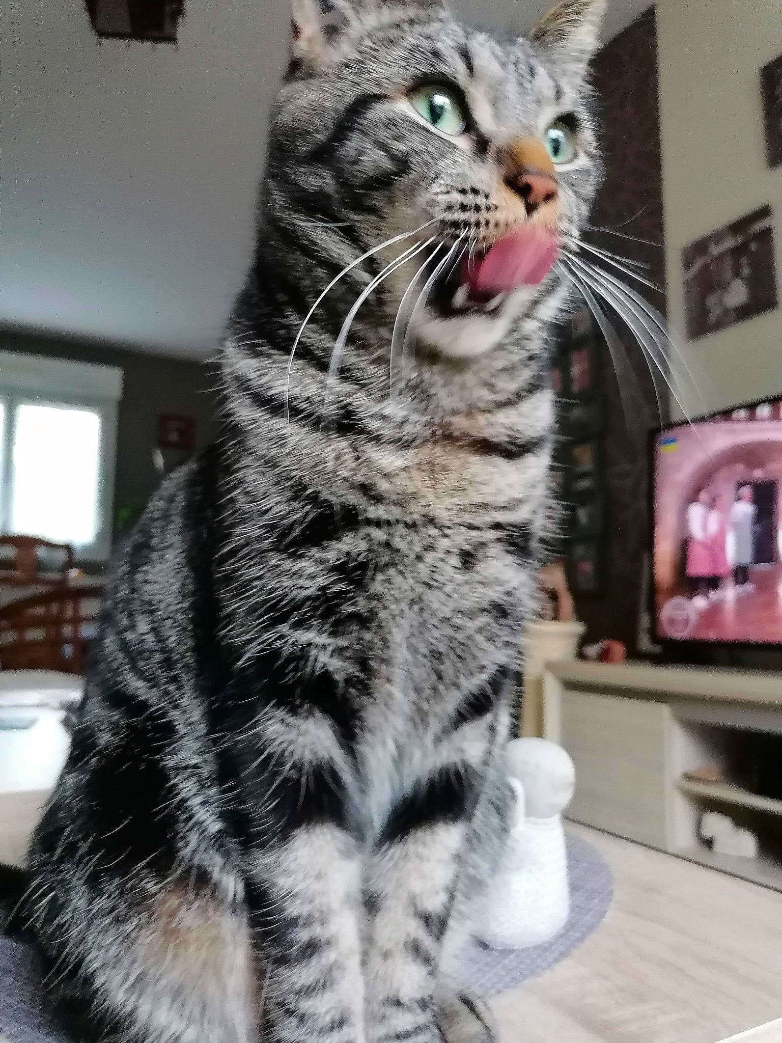 Chamallow participe au concours pour gagner de l'argent avec cette photo : carnivore, cat, domestic_short_haired_cat, eye, felidae, fur, home_appliance, paw, picture_frame, small_to_medium_sized_cats, snout, tail, terrestrial_animal, whiskers, window