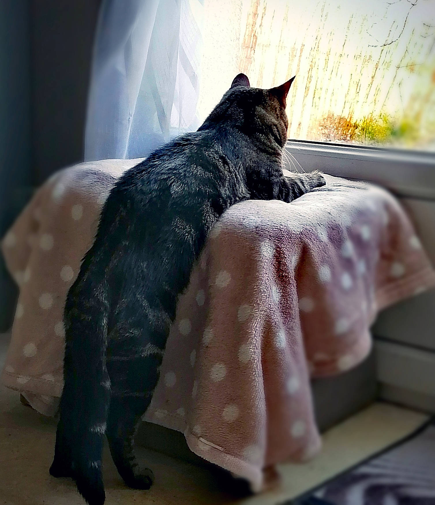 Chamallow a rejoint le concours — aidez-le/la à gagner de superbes lots ! bedding, black_cat, carnivore, cat, comfort, domestic_short_haired_cat, felidae, fur, grey, human_leg, linens, mammal, pattern, plant, sitting, small_to_medium_sized_cats, snout, tail, textile, whiskers