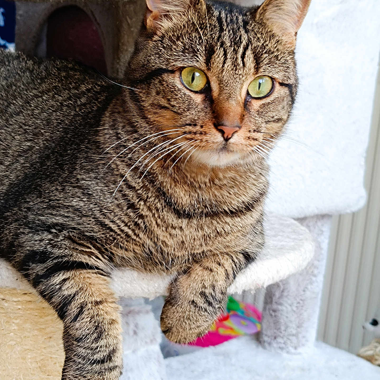 Minette