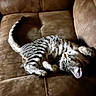 animal, cat, curled_tail, ears, face, gray_fur, home, indoor, leather_couch, lying_down, paws, pet, portrait, relaxed, sleeping, striped_fur, tabby_cat, upside_down, whiskers, white_fur