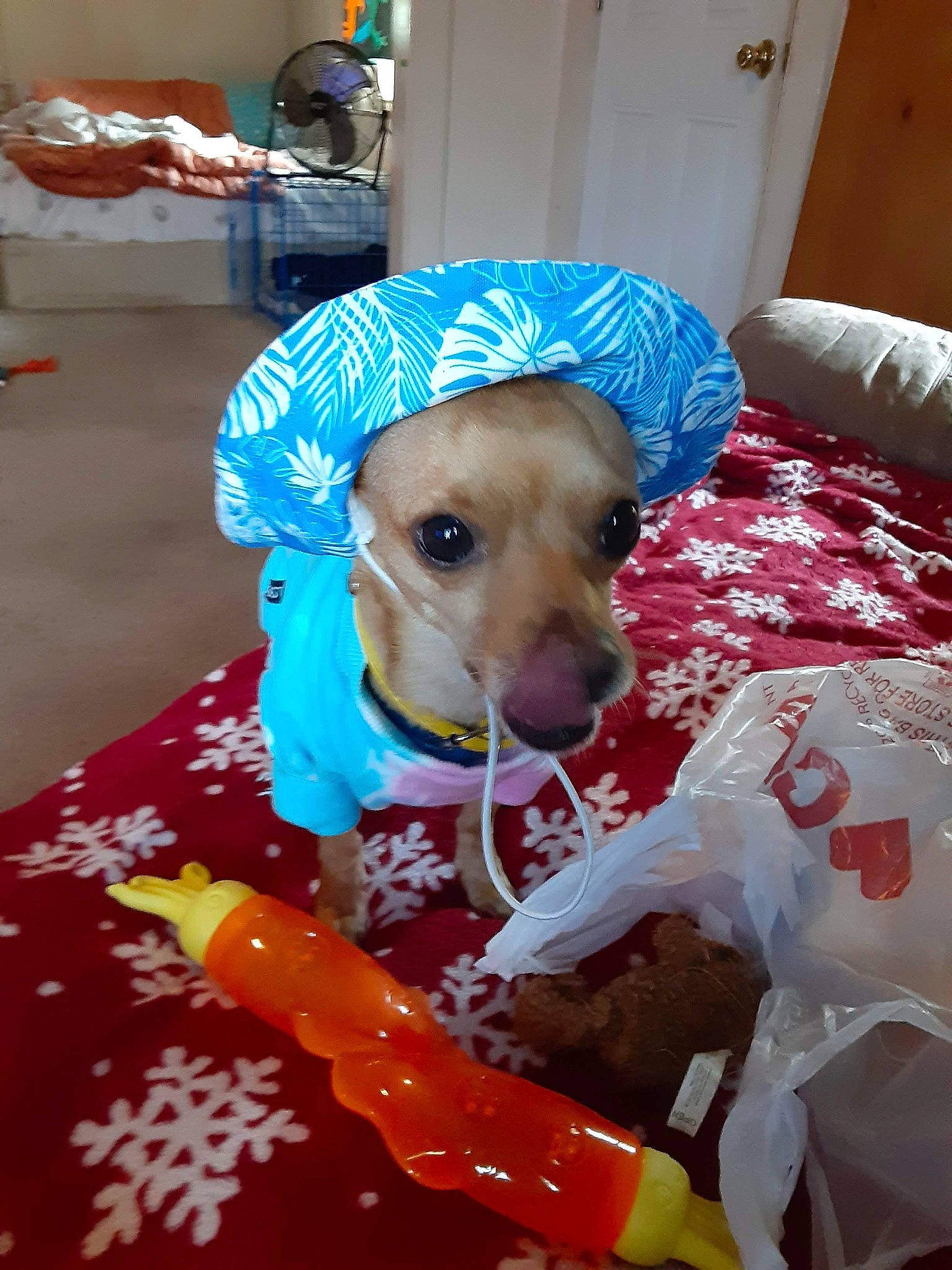 George joined the competition — help win amazing prizes! canidae, carnivore, collar, companion_dog, dog, dog_breed, dog_clothes, dog_supply, fawn, fun, fur, hat, personal_protective_equipment, pet_supply, plastic, snout, sporting_group, working_animal