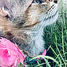 Concha joined the competition — help win amazing prizes! cat, close_up, side_profile, whiskers, fur, pink_collar, grass, outdoor, nature, curious, pet, animal, face, ears, eye, soft_fur, portrait, colorful, texture, young_cat