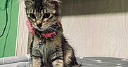 Concha joined the competition — help win amazing prizes! kitten, cat, pet, indoor, collar, bell, curious, feline, fur, blanket, texture, green_wall, wood_panel, young_animal, cute, small, sitting, whiskers, ears, domestic
