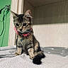 kitten, cat, pet, indoor, collar, bell, curious, feline, fur, blanket, texture, green_wall, wood_panel, young_animal, cute, small, sitting, whiskers, ears, domestic