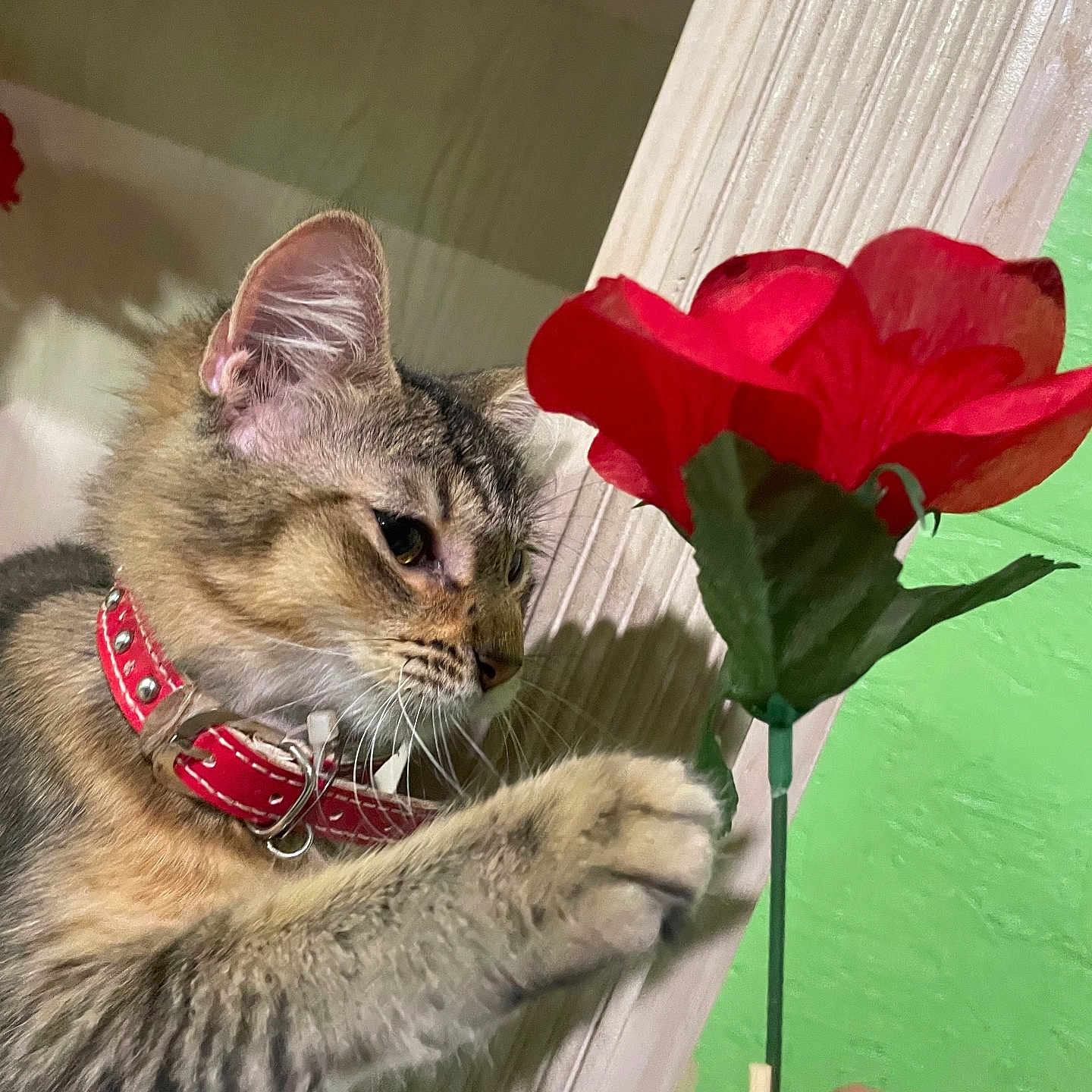 Concha is registered to the contest to win money with this photo: cat, tabby_cat, red_collar, paw, flower, artificial_flower, red_flower, hand, nail_polish, green_wall, textured_wall, curious, pet, indoor, close_up, feline, whiskers, ears, animal, domestic_animal