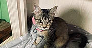Concha joined the competition — help win amazing prizes! kitten, cat, tabby, pet, collar, indoor, feline, cute, young, animal, whiskers, ears, fur, sitting, blanket, wood, cozy, domestic, curious, small