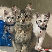 Concha is registered to the contest to win money with this photo: cat, kitten, three_kittens, shelf, indoor, feline, pets, curious, fur, collar, blue_collar, white_cat, tabby_cat, domestic_cat, cute, animal, looking, closeup, young_cat, playful