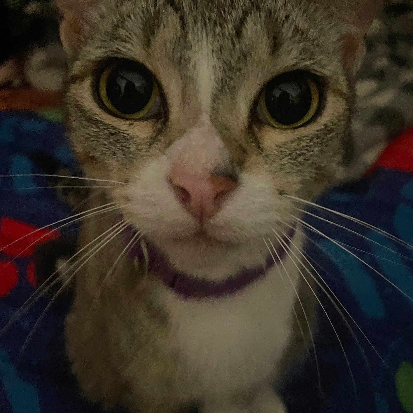 Shiro