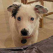 Aya participe au concours pour gagner de l'argent avec cette photo : puppy, dog, white, black_spots, blue_eyes, collar, tag, indoor, floor, tile, furniture, curious, pet, close_up, animal, young, ears, nose, face, looking