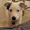puppy, dog, white, black_spots, blue_eyes, collar, tag, indoor, floor, tile, furniture, curious, pet, close_up, animal, young, ears, nose, face, looking