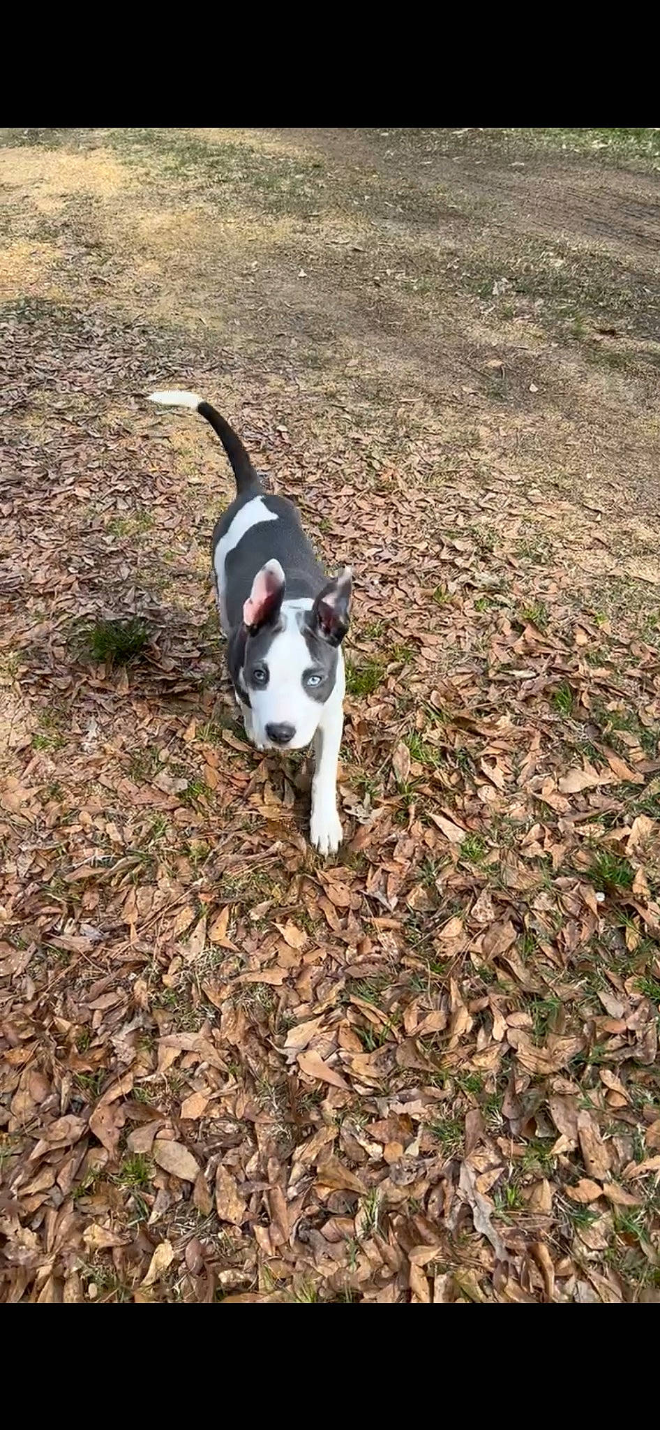 Bella Wella is registered to the contest to win money with this photo: canidae, carnivore, companion_dog, dog, dog_breed, fawn, felidae, fur, grass, hunting_dog, leaf, non_sporting_group, paw, plant, snout, soil, sporting_group, tail, terrestrial_animal, tree