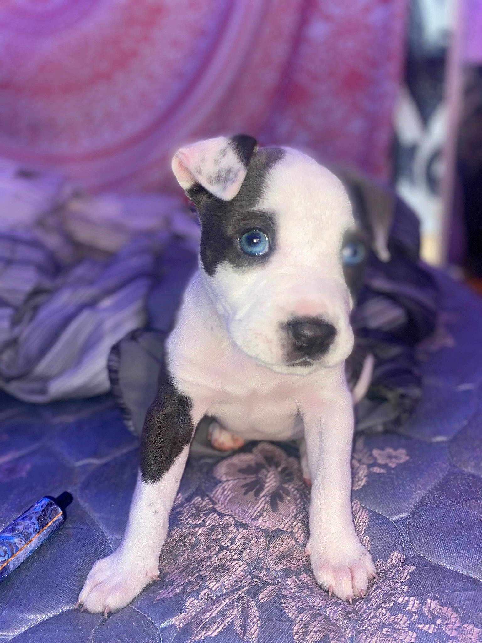 Bella Wella is registered to the contest to win money with this photo: carnivore, collar, companion_dog, dog, dog_breed, fawn, newspaper, non_sporting_group, snout, terrestrial_animal, toy_dog, whiskers, working_animal