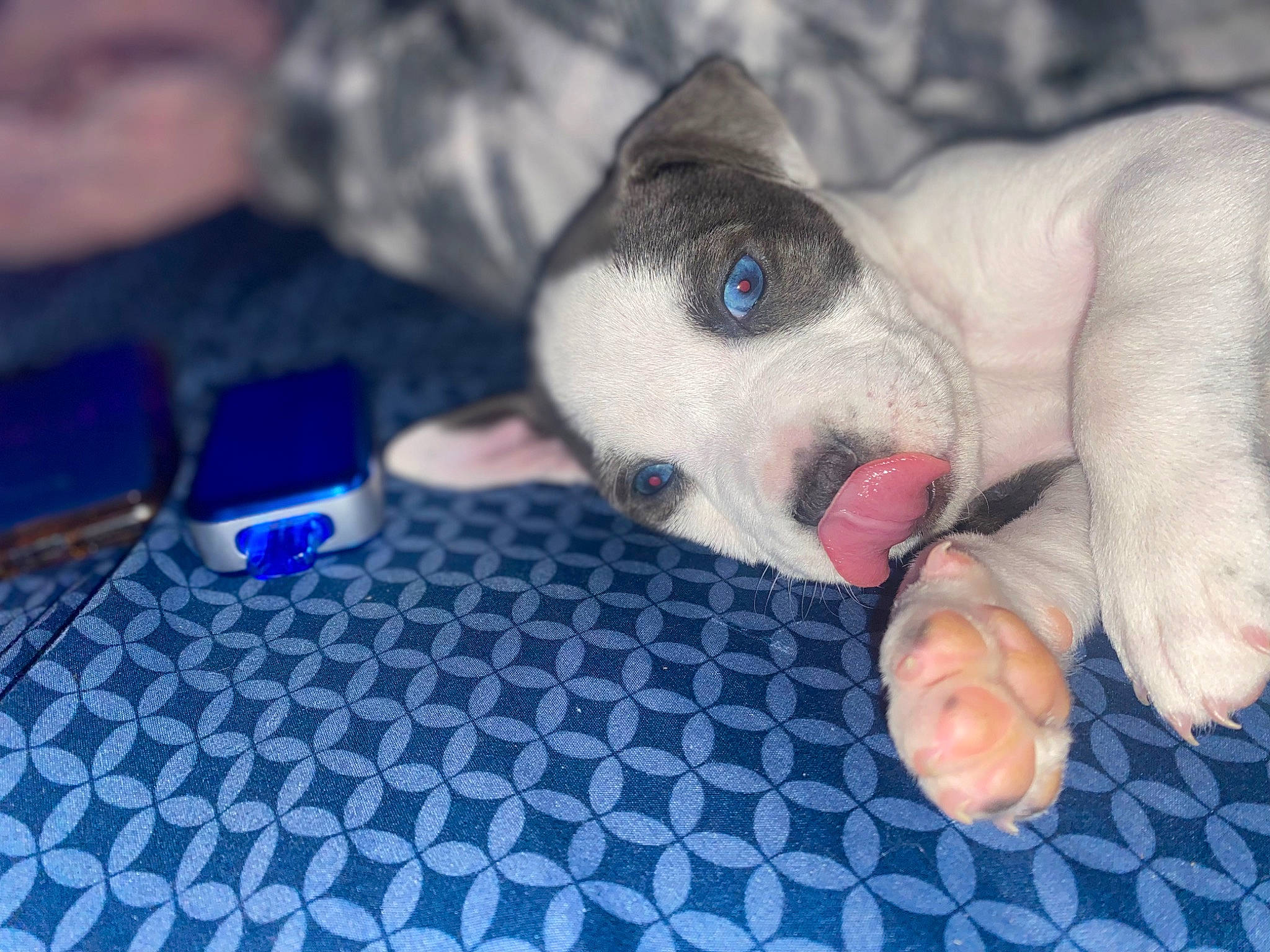 Bella Wella joined the competition — help win amazing prizes! ball, canidae, carnivore, comfort, companion_dog, dog, dog_breed, electric_blue, fawn, felidae, finger, foot, fur, nail, paw, snout, sporting_group, toy_dog, whiskers, working_animal