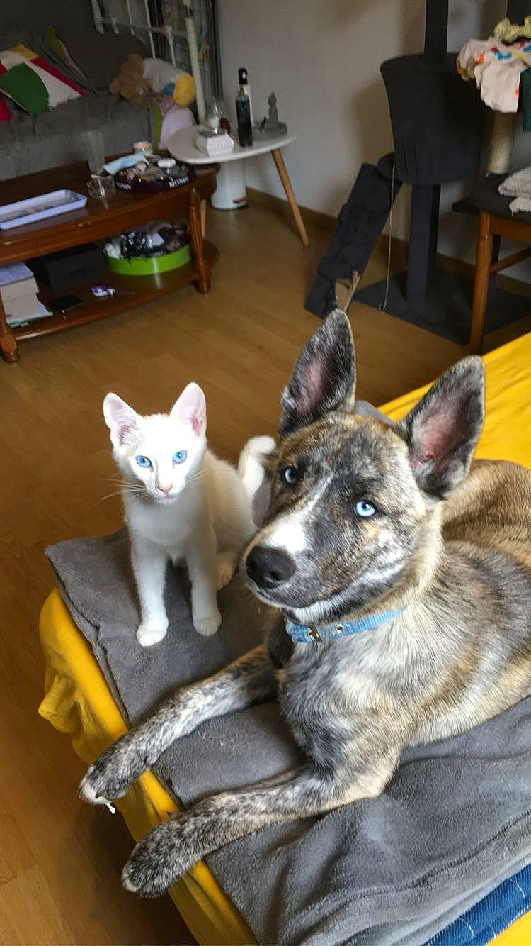 Bant participe au concours pour gagner de l'argent avec cette photo : canidae, carnivore, cat, chair, companion_dog, dog, dog_breed, domestic_short_haired_cat, fawn, felidae, flooring, fur, furniture, grey, small_to_medium_sized_cats, snout, sporting_group, tail, whiskers, working_animal