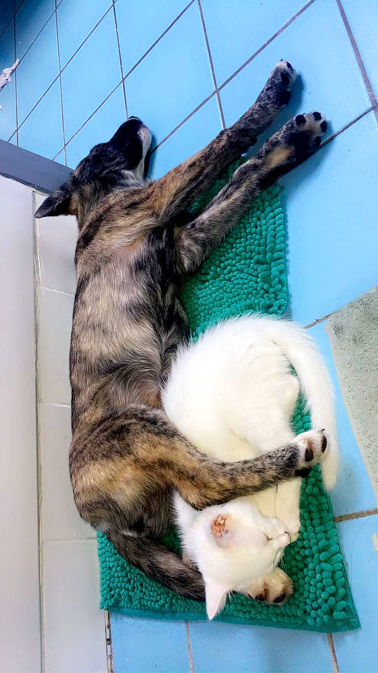 Bant a rejoint le concours — aidez-le/la à gagner de superbes lots ! canidae, carnivore, cat, claw, comfort, companion_dog, dog_breed, domestic_short_haired_cat, felidae, fur, nap, paw, small_to_medium_sized_cats, snout, sporting_group, tail, whiskers, wood