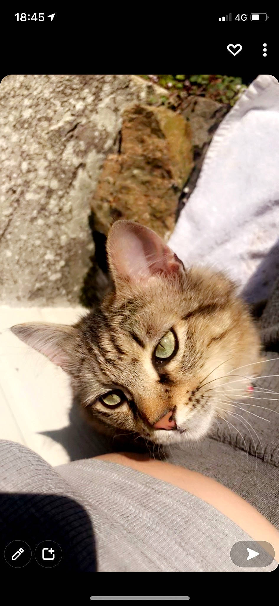 Calvine participe au concours pour gagner de l'argent avec cette photo : carnivore, cat, comfort, domestic_short_haired_cat, fawn, felidae, fur, iris, paw, small_to_medium_sized_cats, snout, tail, terrestrial_animal, tree, whiskers, wildlife, wood