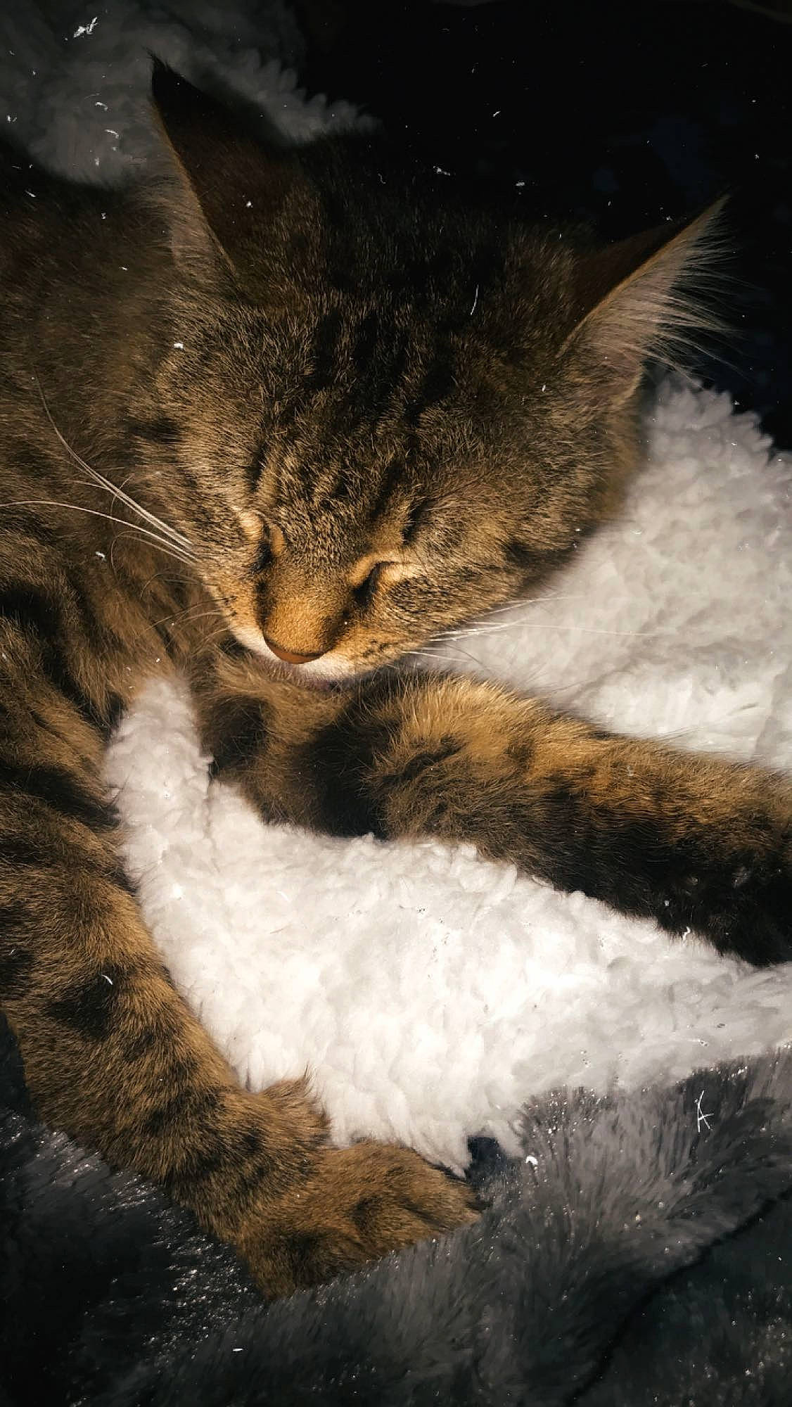 Calvine participe au concours pour gagner de l'argent avec cette photo : carnivore, cat, close_up, cloud, darkness, domestic_short_haired_cat, felidae, fur, meteorological_phenomenon, night, paw, plant, sky, small_to_medium_sized_cats, snout, tail, tree, whiskers, wildlife, wood