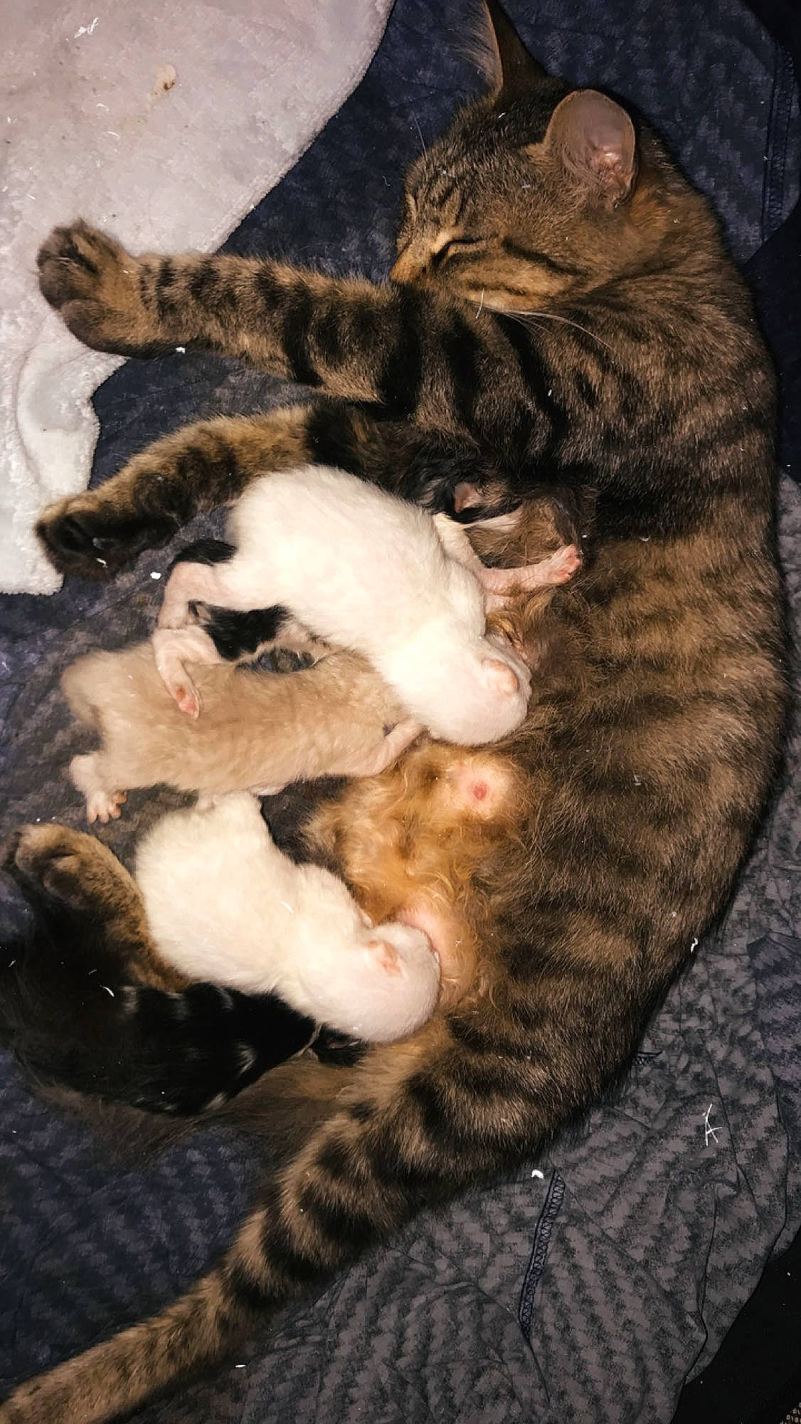 Calvine a rejoint le concours — aidez-le/la à gagner de superbes lots ! carnivore, cat, cat_bed, claw, comfort, domestic_short_haired_cat, fawn, felidae, fur, knitting, mammal, nap, paw, sleep, small_to_medium_sized_cats, snout, tail, terrestrial_animal, tree, whiskers