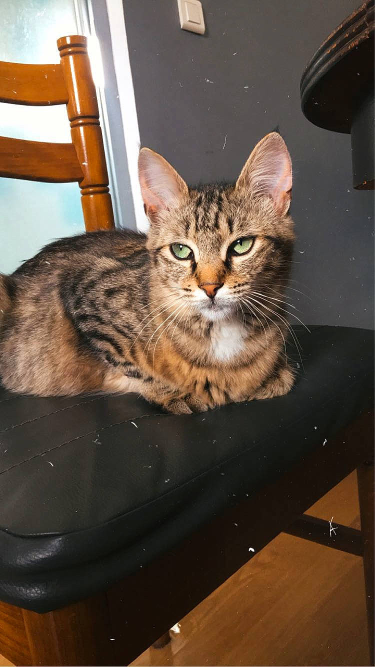 Calvine a rejoint le concours — aidez-le/la à gagner de superbes lots ! carnivore, cat, cat_supply, domestic_short_haired_cat, felidae, fur, sitting, small_to_medium_sized_cats, snout, table, terrestrial_animal, whiskers