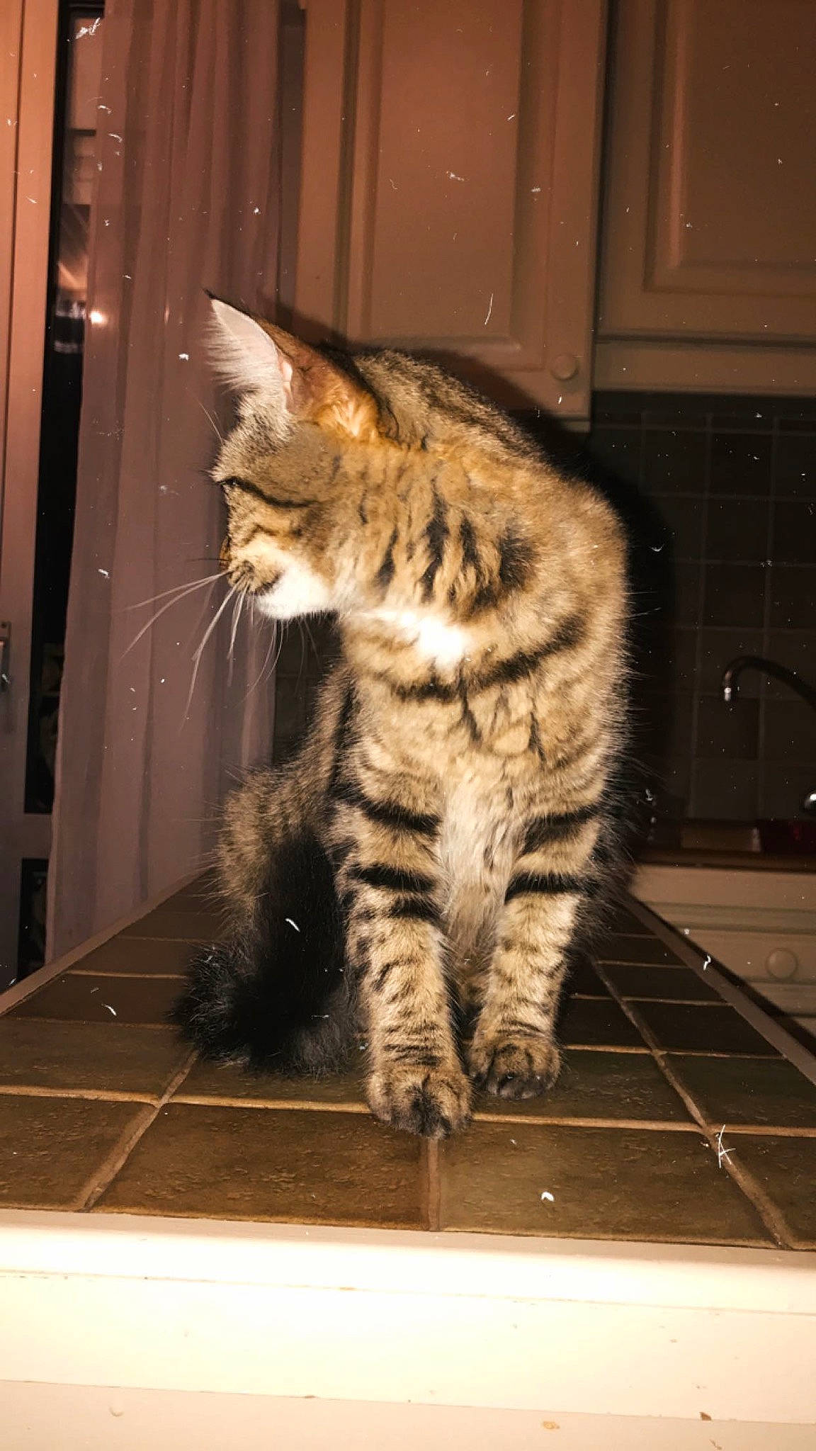 Calvine participe au concours pour gagner de l'argent avec cette photo : carnivore, cat, claw, domestic_short_haired_cat, door, eye, felidae, flooring, fur, hardwood, human_leg, paw, sitting, small_to_medium_sized_cats, snout, tail, terrestrial_animal, whiskers, window, wood