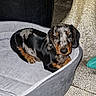 Bambou participe au concours pour gagner de l'argent avec cette photo : dog, puppy, dachshund, dappled_coat, short_legs, floppy_ears, brown_markings, black_coat, lying_down, pet_bed, indoor, portrait, looking_at_camera, animal, companion_animal, cozy, tile_floor, furniture, cute, photography