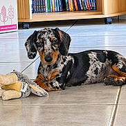 Bambou participe au concours pour gagner de l'argent avec cette photo : dog, dachshund, puppy, canine, spotted_coat, merle_pattern, black_and_tan, floppy_ears, brown_eyes, lying_down, pet, toy, plush_toy, indoor, tile_floor, bookshelf, books, portrait, cute, alert