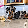 dog, dachshund, puppy, canine, spotted_coat, merle_pattern, black_and_tan, floppy_ears, brown_eyes, lying_down, pet, toy, plush_toy, indoor, tile_floor, bookshelf, books, portrait, cute, alert