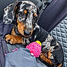 Bambou a rejoint le concours — aidez-le/la à gagner de superbes lots ! dog, puppy, dachshund, speckled_coat, black_and_tan, floppy_ears, brown_eyes, pet, car, car_seat, vehicle_interior, dog_toy, pink_toy, sitting, lying_down, close_up, portrait, cute, companion_animal, indoor
