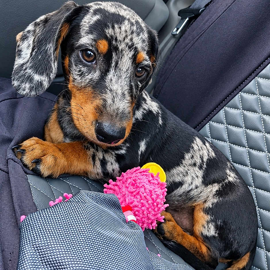 Bambou a rejoint le concours — aidez-le/la à gagner de superbes lots ! dog, puppy, dachshund, speckled_coat, black_and_tan, floppy_ears, brown_eyes, pet, car, car_seat, vehicle_interior, dog_toy, pink_toy, sitting, lying_down, close_up, portrait, cute, companion_animal, indoor