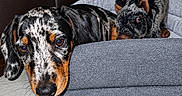 Bambou a rejoint le concours — aidez-le/la à gagner de superbes lots ! dogs, dachshund, puppy, pet_bed, indoor, portrait, spotted_coat, black_and_tan, floppy_ears, pointed_ears, brown_eyes, furry, cuddling, resting, looking_at_camera, cozy, leather_chair, tile_floor, home, animal_photography