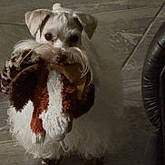 Scooter is registered to the contest to win money with this photo: dog, toy, stuffed_animal, indoor, floor, tile, pet, white_dog, small_dog, playful, cute, animal, fur, looking, mouth, holding, pet_toy, domestic, companion, curious