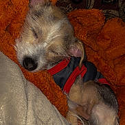 Klaus is registered to the contest to win money with this photo: animal, blanket, clothing, cozy, cute, cute_pet, dog, domestic_animal, fur, fur_color_mixture, indoors, nap, orange_blanket, pet, puppy, relaxation, resting, sleeping, small_dog, snuggle