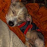 animal, blanket, clothing, cozy, cute, cute_pet, dog, domestic_animal, fur, fur_color_mixture, indoors, nap, orange_blanket, pet, puppy, relaxation, resting, sleeping, small_dog, snuggle