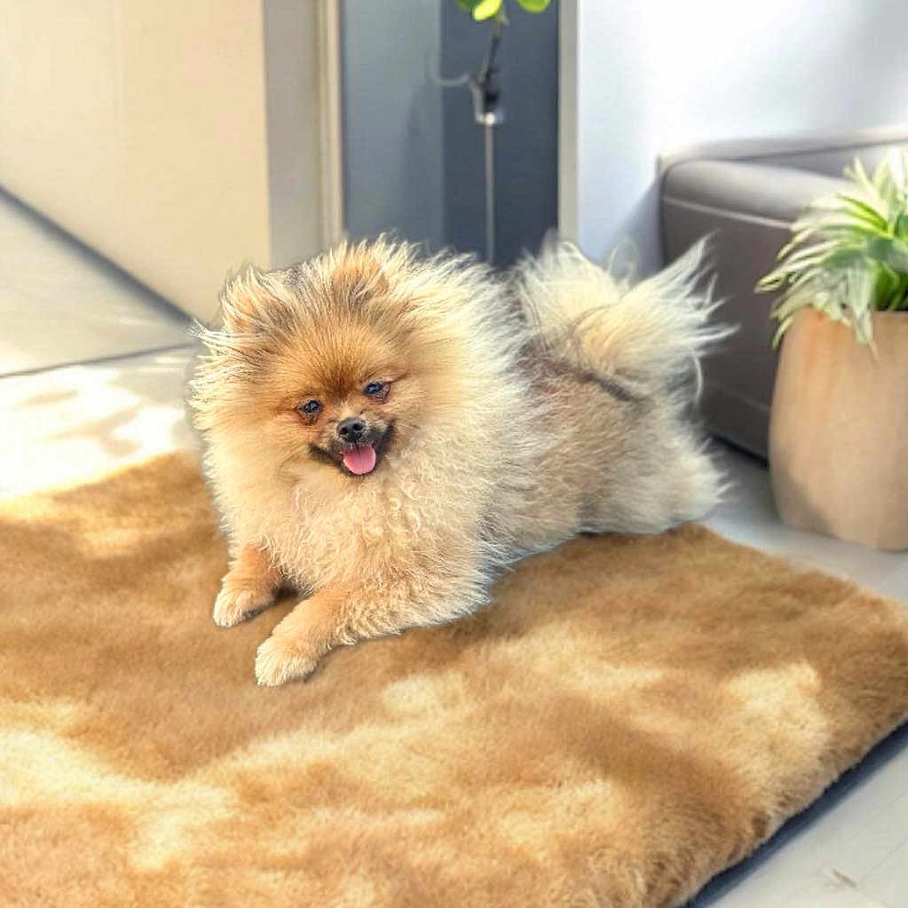 Maya participe au concours pour gagner de l'argent avec cette photo : animal, cozy, cute, dog, domestic_animal, floor, fluffy, fur, happy, home, indoor, pet, plant, pomeranian, relaxed, rug, small_dog, sofa, sunlight, tongue_out