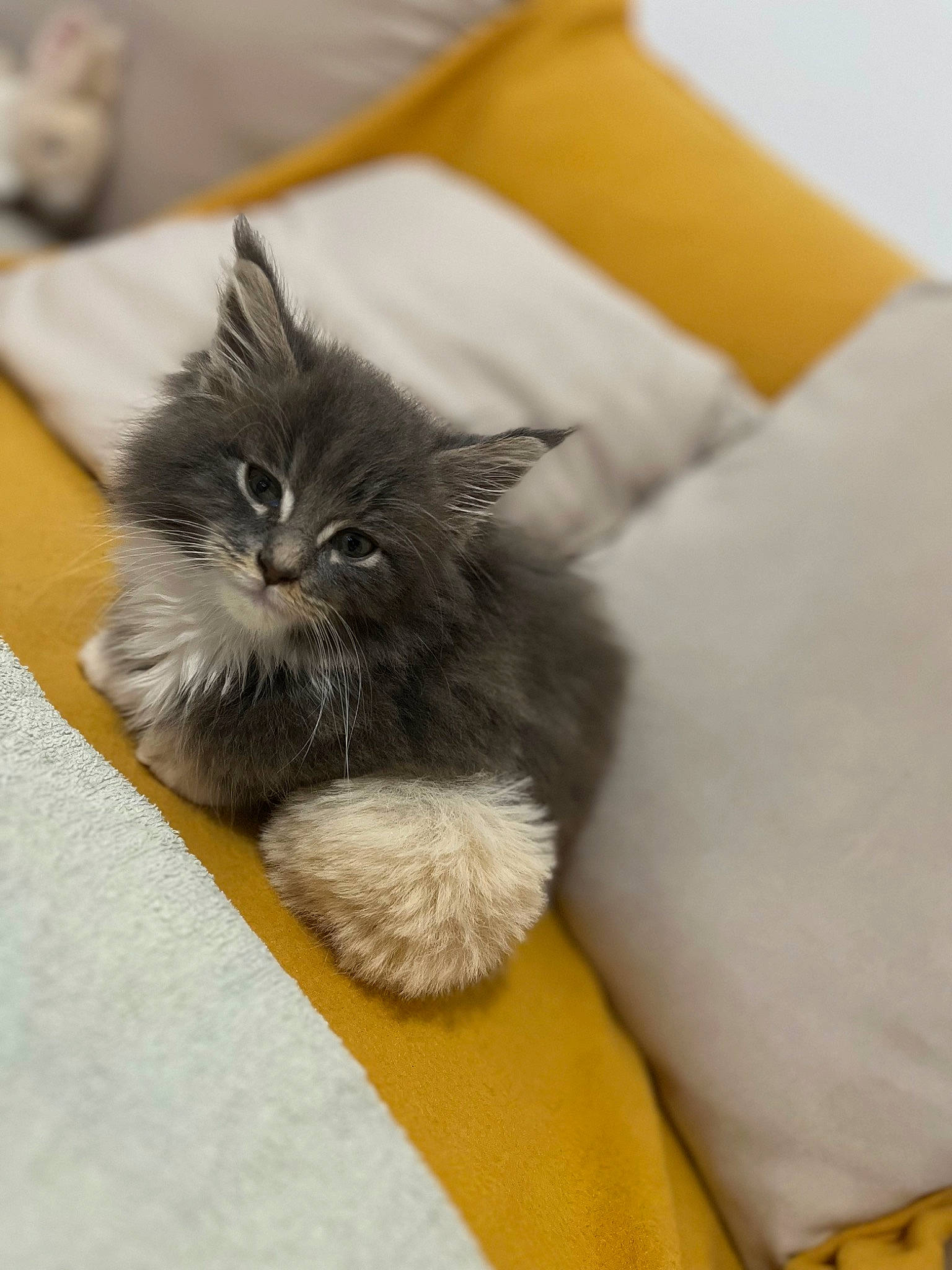 Mickey a rejoint le concours — aidez-le/la à gagner de superbes lots ! black_cat, british_longhair, carnivore, cat, claw, comfort, felidae, flooring, fur, grey, paw, small_to_medium_sized_cats, tail, whiskers, yellow