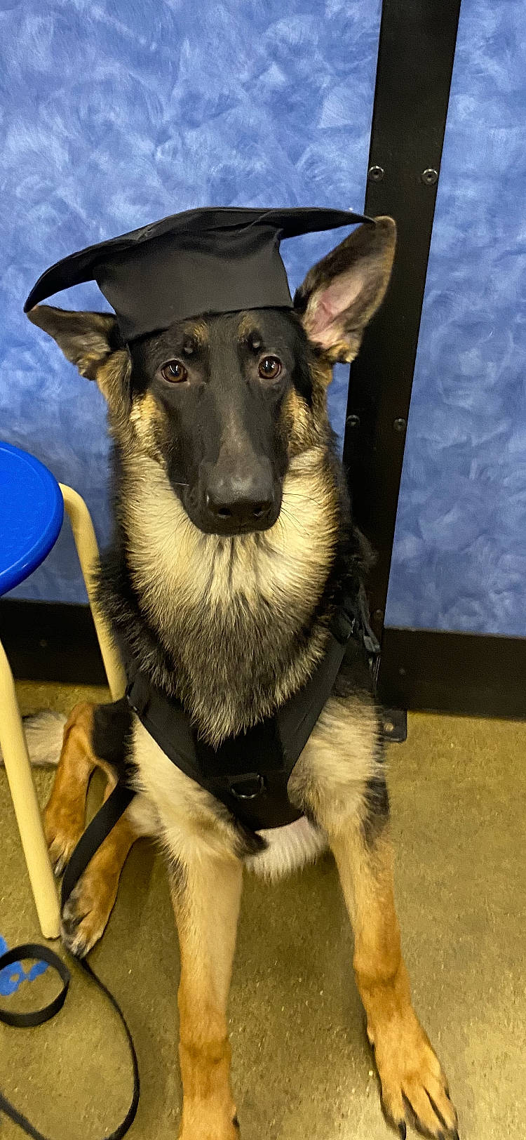 Brutus joined the competition — help win amazing prizes! canidae, carnivore, companion_dog, dog, dog_breed, dog_supply, east_european_shepherd, eye, fawn, fur, hat, jaw, old_german_shepherd_dog, snout, sporting_group, whiskers, working_animal, working_dog