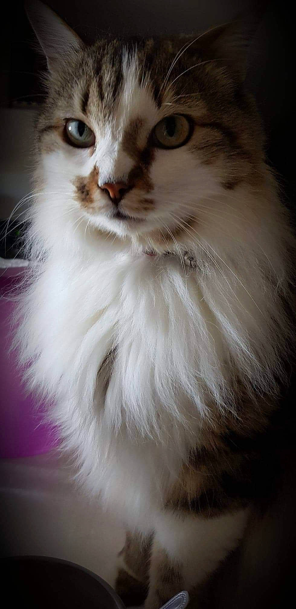 Jumper a rejoint le concours — aidez-le/la à gagner de superbes lots ! aegean_cat, american_curl, asian_semi_longhair, british_longhair, british_semi_longhair, carnivore, cat, domestic_long_haired_cat, eye, felidae, fur, mammal, napoleon_cat, norwegian_forest_cat, ragamuffin, ragdoll, siberian, small_to_medium_sized_cats, vertebrate, whiskers