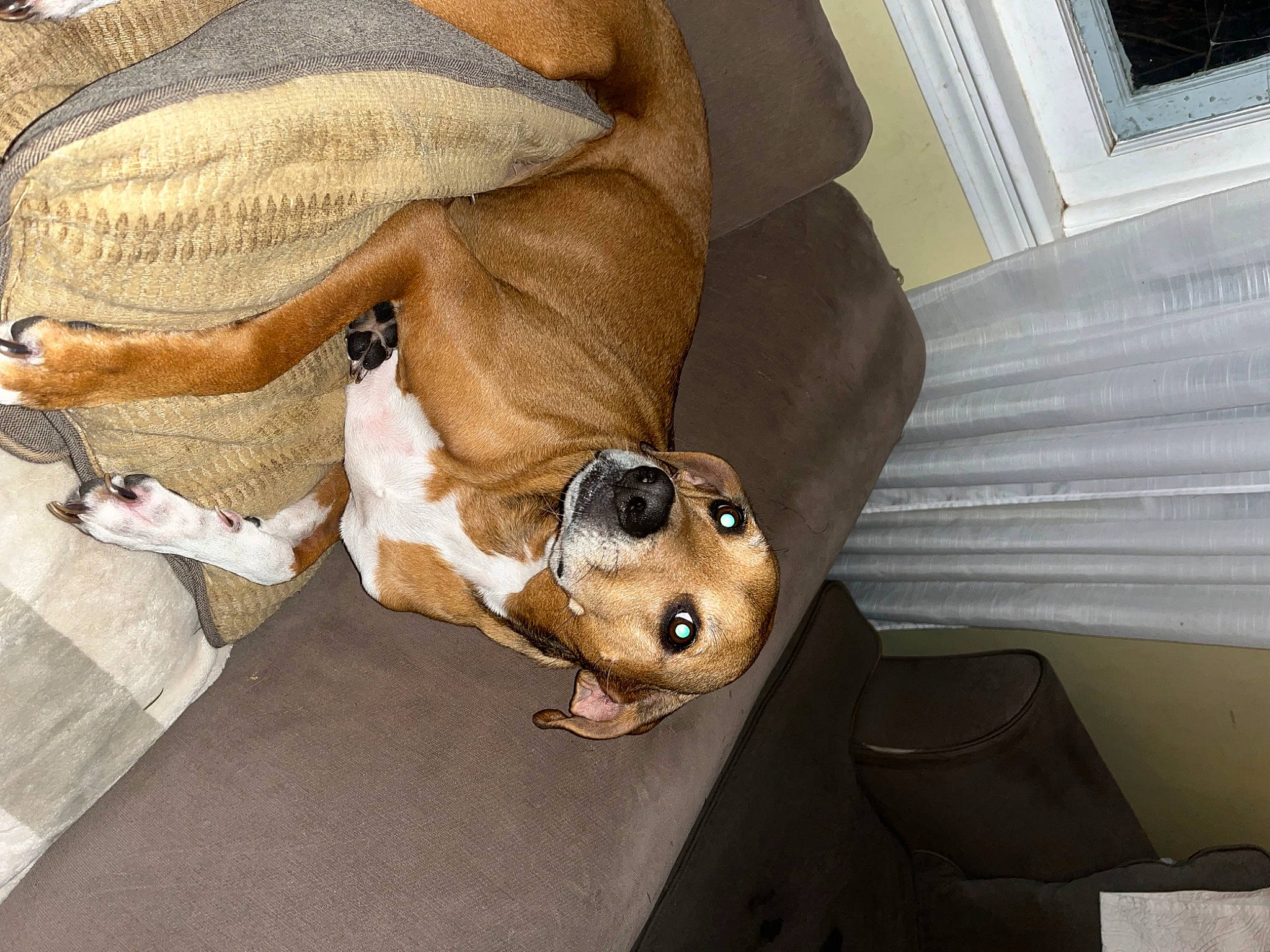 Charleigh joined the competition — help win amazing prizes! canidae, carnivore, comfort, companion_dog, dog, dog_breed, dog_supply, fawn, fur, liver, non_sporting_group, pet_supply, snout, sporting_group, tail, working_animal