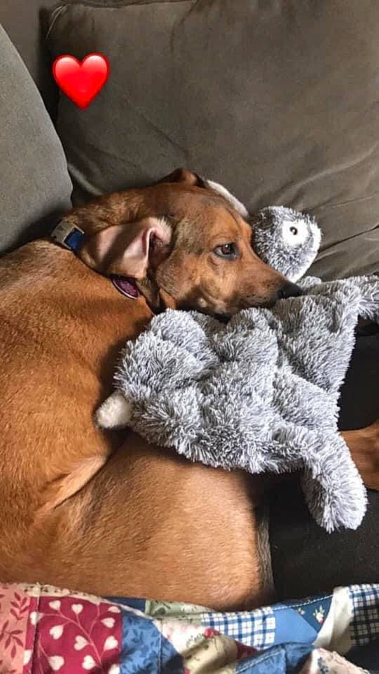 Charleigh is registered to the contest to win money with this photo: carnivore, collar, comfort, companion_dog, dog, dog_breed, dog_supply, fawn, fur, grey, linens, liver, mammal, nap, paw, pillow, sitting, sporting_group, whiskers, working_animal