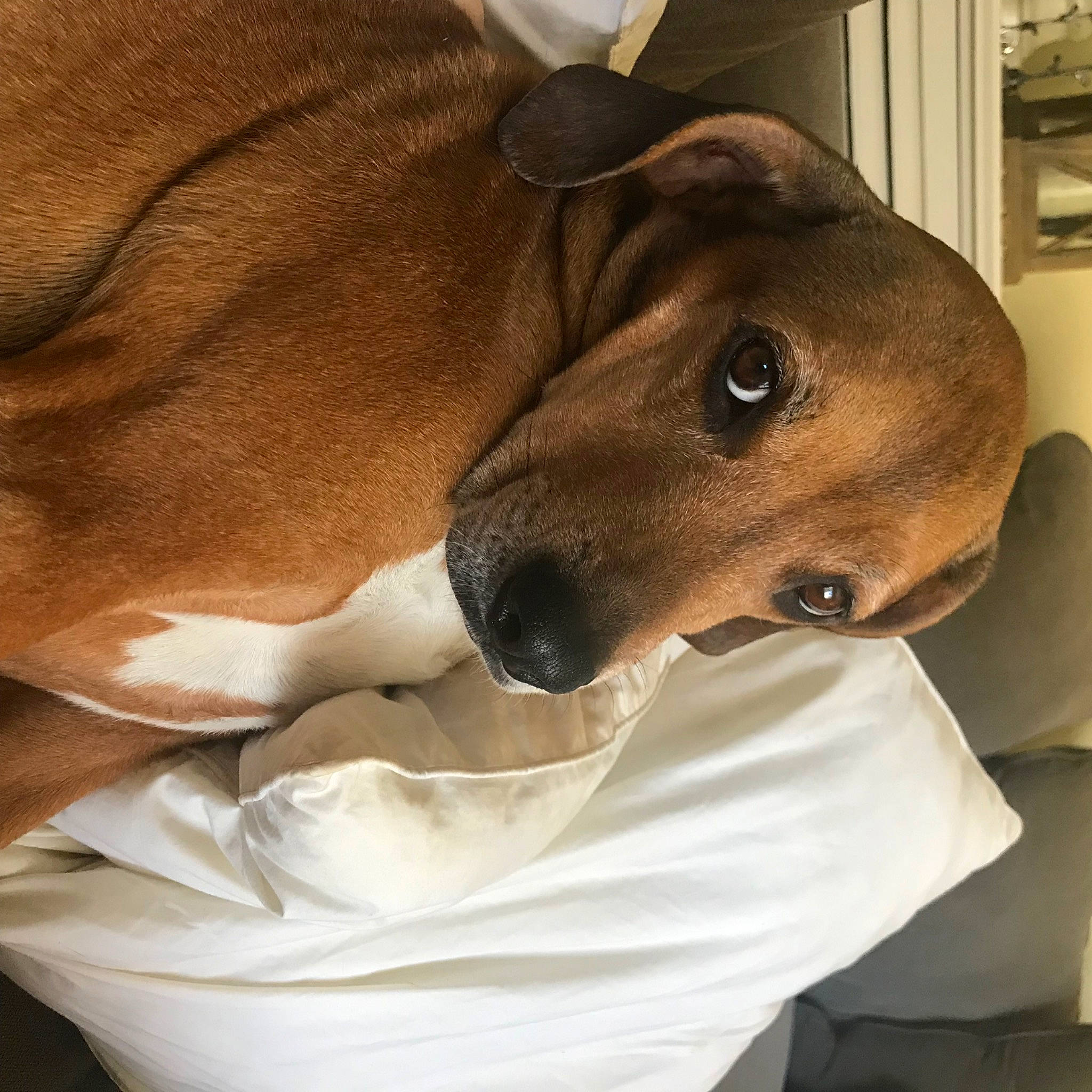 Charleigh joined the competition — help win amazing prizes! canidae, carnivore, collar, comfort, companion_dog, dobermann, dog, dog_breed, dog_collar, dog_supply, ear, fawn, jaw, liver, pet_supply, snout, sporting_group, terrestrial_animal, whiskers, working_animal