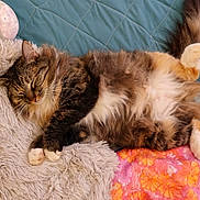 Sparkler is registered to the contest to win money with this photo: cat, tabby_cat, sleeping, stuffed_animal, bed, blanket, fluffy, cozy, relaxation, fur, paws, toy, indoor, home, comfort, pink, orange, blue, animal, pet