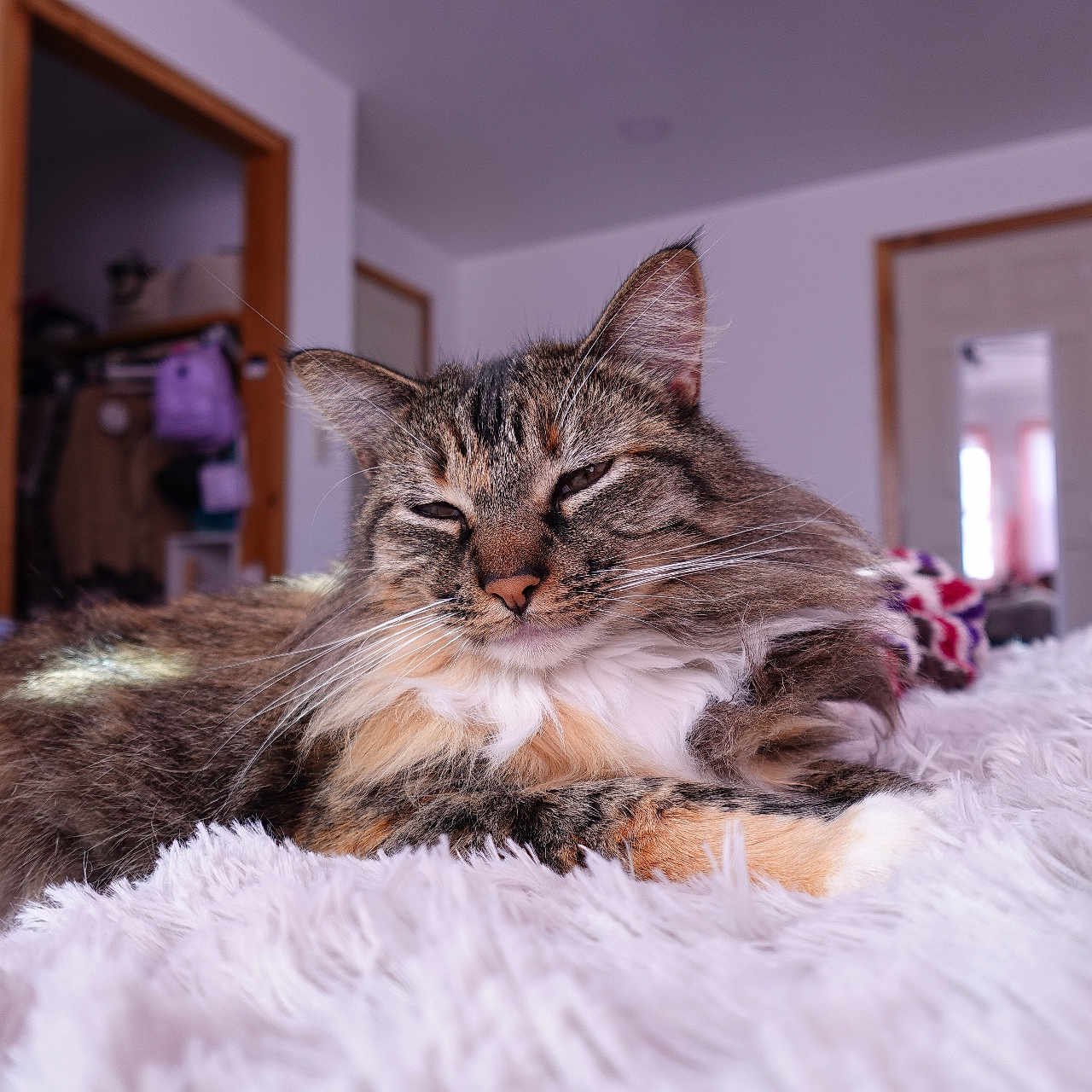 Sparkler joined the competition — help win amazing prizes! animal, bedroom, blanket, calendar, cat, cozy, door, ears, fur, furry, home, indoor, nose, paw, pet, relaxed, sleepy, tabby_cat, whiskers, white