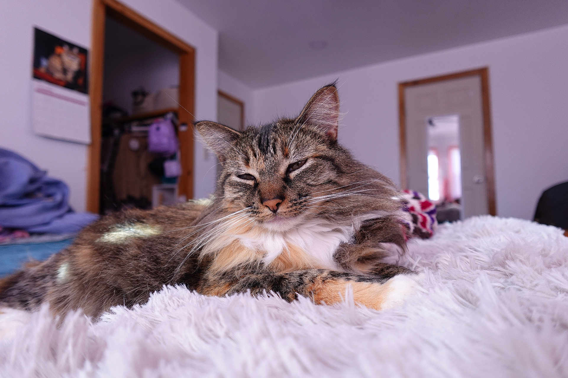 Sparkler joined the competition — help win amazing prizes! cat, tabby_cat, furry, sleepy, indoor, bedroom, blanket, white, cozy, relaxed, fur, pet, animal, whiskers, ears, nose, paw, door, calendar, home