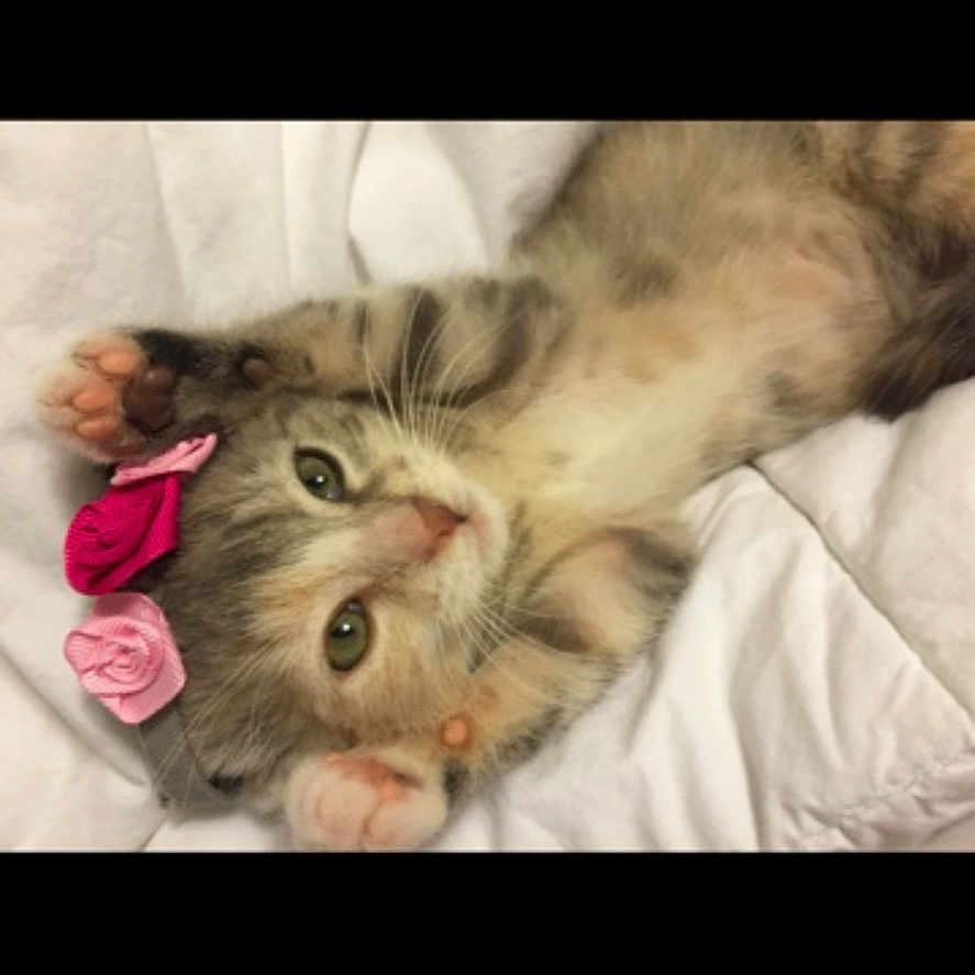 Gracie joined the competition — help win amazing prizes! animal, art, cat, collage, computerhardware, electronics, face, flower, hardware, head, kitten, monitor, person, pet, photography, plant, rose, screen, sleeping, text