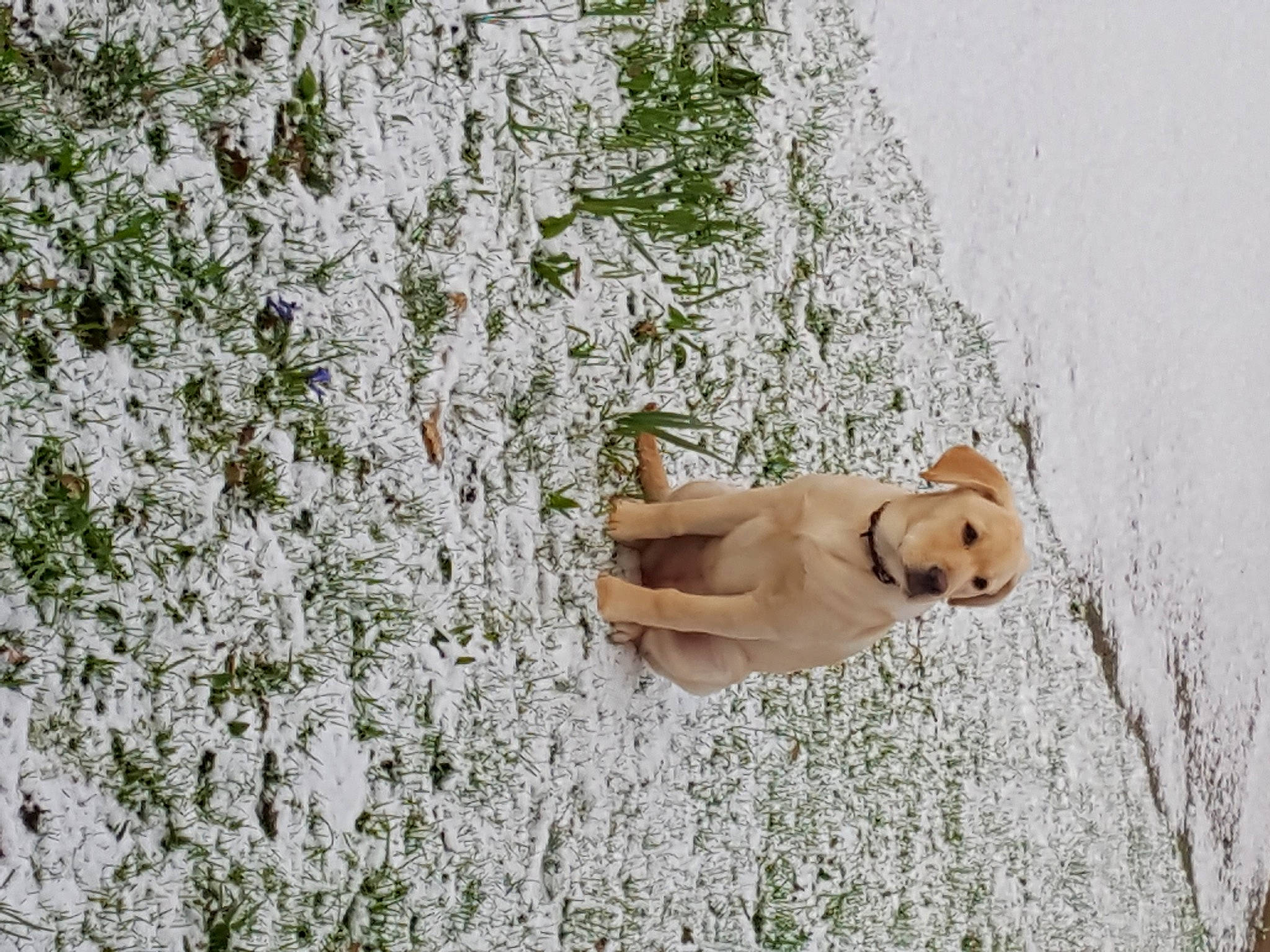 Neska a rejoint le concours — aidez-le/la à gagner de superbes lots ! canidae, carnivore, companion_dog, dog, dog_breed, fawn, freezing, grass, plant, sitting, snout, snow, sporting_group, tail, tree, trunk, twig, wildlife, winter, wood