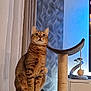 Tupac a rejoint le concours — aidez-le/la à gagner de superbes lots ! cat, tabby_cat, cat_tree, curtains, indoor, pet, furniture, lamp, animal, whiskers, ears, sitting, looking_up, cozy, home, decor, striped_fur, play_toy, rope, relaxed