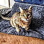 cat, tabby_cat, animal, pet, feline, indoor, blanket, pillow, texture, gray, blue, fur, whiskers, ear, tail, tongue, blurred_foreground, door, furniture, home
