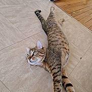 Tupac participe au concours pour gagner de l'argent avec cette photo : cat, tabby, floor, tile_floor, indoor, stretching, pet, animal, feline, whiskers, ears, green_eyes, relaxed, curious, door, wood_floor, home, domestic, striped, paws