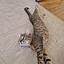 cat, tabby, floor, tile_floor, indoor, stretching, pet, animal, feline, whiskers, ears, green_eyes, relaxed, curious, door, wood_floor, home, domestic, striped, paws